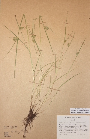  (Carex bohemica - H-KYM001823)  @11 [ ] Unspecified (default): All Rights Reserved  Unspecified Unspecified