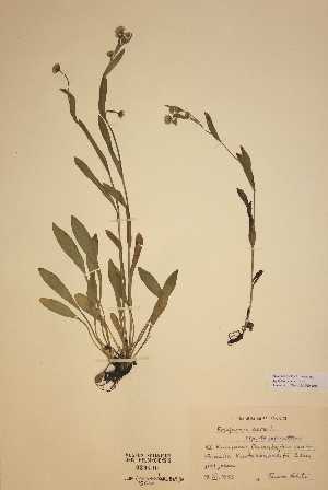  (Erigeron acer ssp decoloratum - H039490)  @11 [ ] Unspecified (default): All Rights Reserved  Unspecified Unspecified