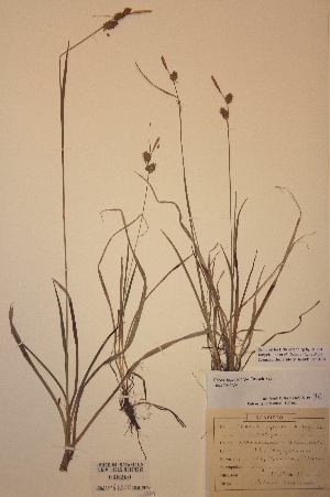  (Carex lepidocarpa - H068260)  @11 [ ] Unspecified (default): All Rights Reserved  Unspecified Unspecified