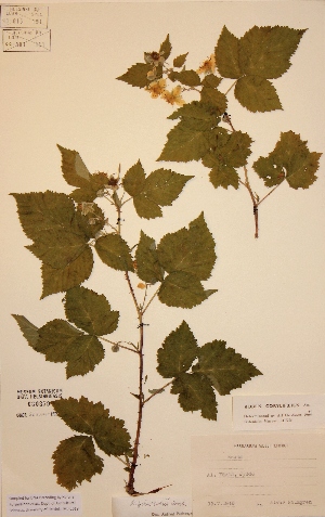  (Rubus pruinosus - H080379)  @11 [ ] Unspecified (default): All Rights Reserved  Unspecified Unspecified