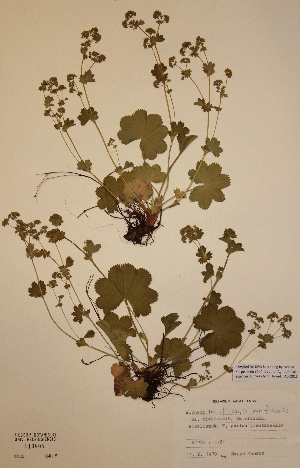  (Alchemilla filicaulis var. filicaulis - H113804)  @11 [ ] Unspecified (default): All Rights Reserved  Unspecified Unspecified