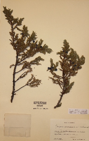  (Juniperus communis subsp. alpina - H123483)  @11 [ ] Unspecified (default): All Rights Reserved  Unspecified Unspecified