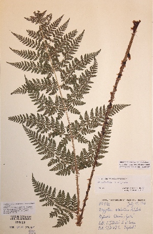 (Dryopteris dilatata x expansa - H158019)  @11 [ ] Unspecified (default): All Rights Reserved  Unspecified Unspecified