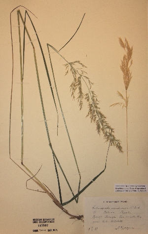  (Calamagrostis arundinacea - H187807)  @11 [ ] Unspecified (default): All Rights Reserved  Unspecified Unspecified