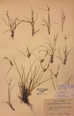  (Carex viridula var.viridula - H254081)  @11 [ ] Unspecified (default): All Rights Reserved  Unspecified Unspecified
