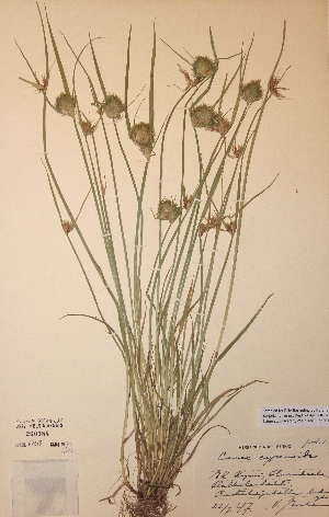  (Carex bohemica - H260384)  @11 [ ] Unspecified (default): All Rights Reserved  Unspecified Unspecified