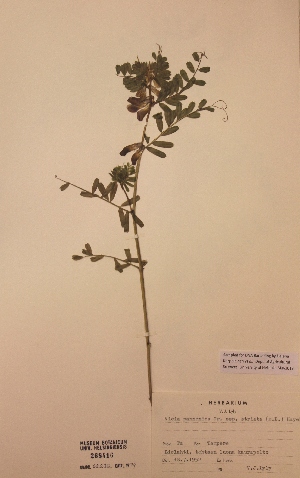  (Vicia pannonica ssp striata - H268416)  @11 [ ] Unspecified (default): All Rights Reserved  Unspecified Unspecified