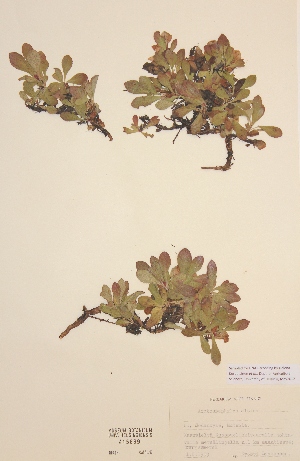  (Arctostaphylos alpina - H415699)  @11 [ ] Unspecified (default): All Rights Reserved  Unspecified Unspecified