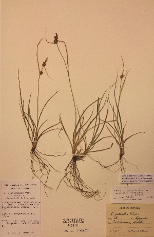  (Carex viridula var.bergrothii - H445916)  @11 [ ] Unspecified (default): All Rights Reserved  Unspecified Unspecified