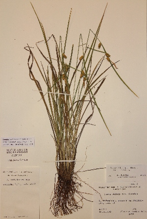  (Carex viridula var.viridula - H459176)  @11 [ ] Unspecified (default): All Rights Reserved  Unspecified Unspecified