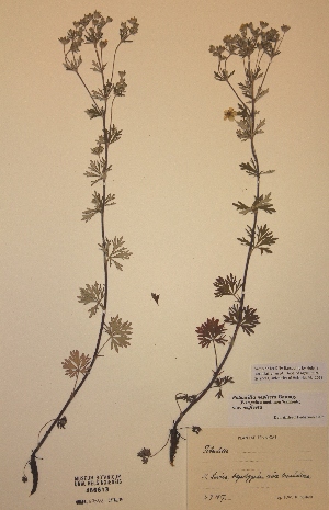  (Potentilla neglecta var. neglecta - H466613)  @11 [ ] Unspecified (default): All Rights Reserved  Unspecified Unspecified