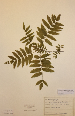  (Sorbus aucuparia subs.aucuparia - H558463)  @11 [ ] Unspecified (default): All Rights Reserved  Unspecified Unspecified