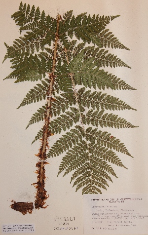  (Dryopteris dilatata - H608668)  @11 [ ] Unspecified (default): All Rights Reserved  Unspecified Unspecified