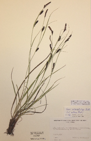  (Carex melanostachya - H615043)  @11 [ ] Unspecified (default): All Rights Reserved  Unspecified Unspecified