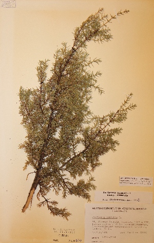  (Juniperus communis subsp. communis - H628004)  @11 [ ] Unspecified (default): All Rights Reserved  Unspecified Unspecified
