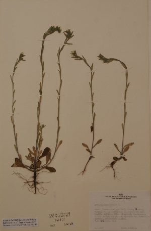  (Lithospermum arvense - H646842)  @11 [ ] Unspecified (default): All Rights Reserved  Unspecified Unspecified