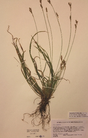  (Carex pallidula - H659399)  @11 [ ] Unspecified (default): All Rights Reserved  Unspecified Unspecified