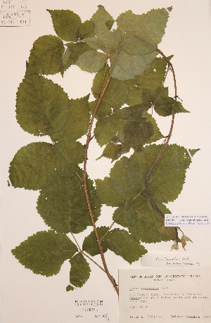  (Rubus aureolus - H672626)  @11 [ ] Unspecified (default): All Rights Reserved  Unspecified Unspecified