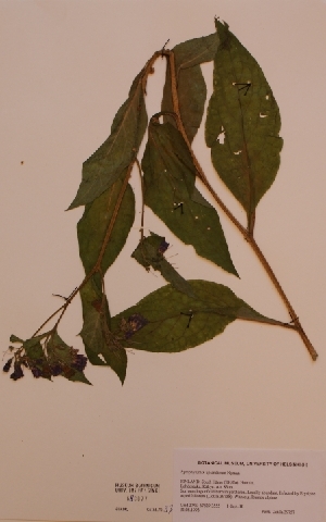  (Symphytum uplandicum - H680077)  @11 [ ] Unspecified (default): All Rights Reserved  Unspecified Unspecified