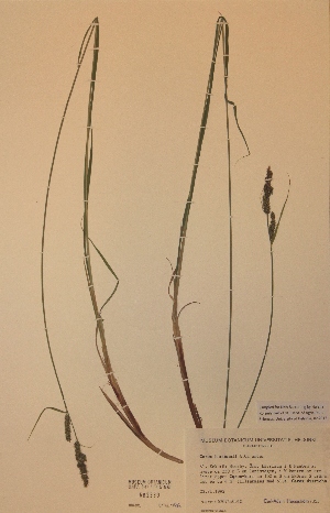  (Carex hartmannii - H682339)  @11 [ ] Unspecified (default): All Rights Reserved  Unspecified Unspecified