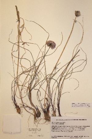  (Allium scoenoprasum subsp. scoenoprasum - H716171)  @11 [ ] Unspecified (default): All Rights Reserved  Unspecified Unspecified