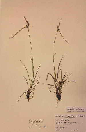  (Carex viridula var.pulchella - H807563)  @11 [ ] Unspecified (default): All Rights Reserved  Unspecified Unspecified