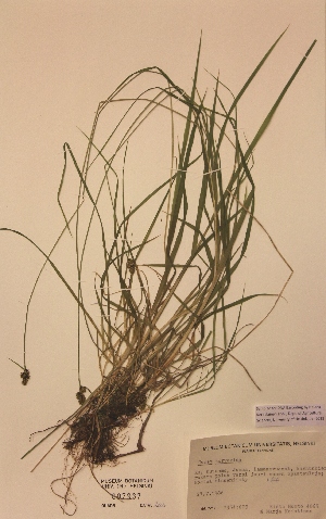  (Carex norvegica - H807937)  @11 [ ] Unspecified (default): All Rights Reserved  Unspecified Unspecified