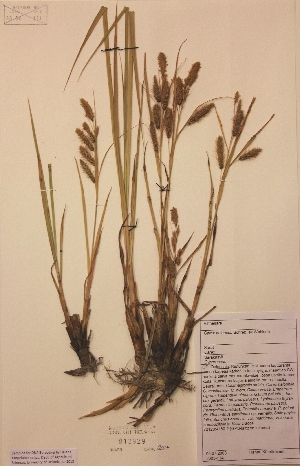  (Carex paleacea - H812929)  @11 [ ] Unspecified (default): All Rights Reserved  Unspecified Unspecified