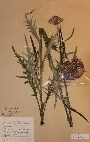  (Cirsium palustre x heterophyllum - HKYM-002794)  @11 [ ] Unspecified (default): All Rights Reserved  Unspecified Unspecified
