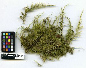  (Warnstorfia trichophylla - TUR-A115080)  @11 [ ] Unspecified (default): All Rights Reserved  Unspecified Unspecified