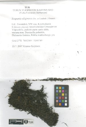  ( - TUR105692)  @11 [ ] CreativeCommons, Attribution Share-Alike 4.0 (2021) Unspecified University of Turku, Herbarium