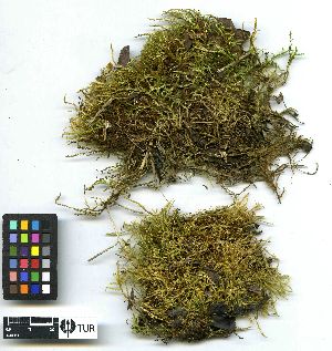  (Sciuro-hypnum latifolium - TUR107674)  @11 [ ] Unspecified (default): All Rights Reserved  Unspecified Unspecified