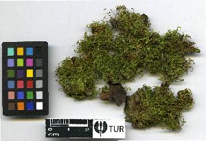  (Pylaisia polyantha - TUR114632)  @11 [ ] Unspecified (default): All Rights Reserved  Unspecified Unspecified