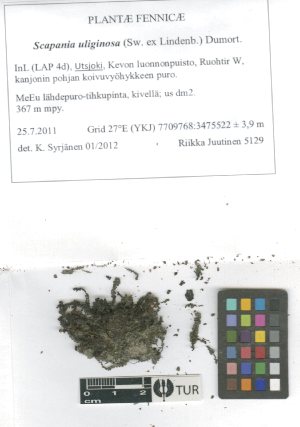  ( - TUR115383)  @11 [ ] CreativeCommons, Attribution Share-Alike 4.0 (2021) Unspecified University of Turku, Herbarium