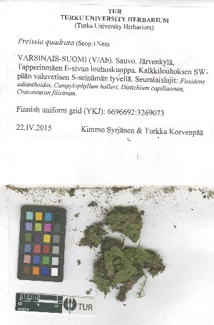  ( - TUR120684)  @11 [ ] CreativeCommons, Attribution Share-Alike 4.0 (2021) Unspecified University of Turku, Herbarium
