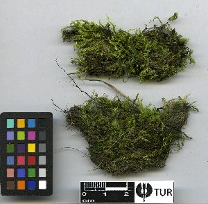  (Plagiothecium succulentum - TUR121112)  @11 [ ] Unspecified (default): All Rights Reserved  Unspecified Unspecified