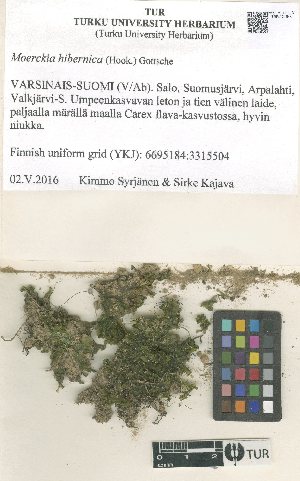  ( - TUR121644)  @11 [ ] CreativeCommons, Attribution Share-Alike 4.0 (2021) Unspecified University of Turku, Herbarium