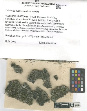  (Mesoptychia badensis - TUR121739)  @11 [ ] CreativeCommons, Attribution Share-Alike 4.0 (2021) Unspecified University of Turku, Herbarium