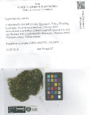  ( - TUR124140)  @11 [ ] CreativeCommons, Attribution Share-Alike 4.0 (2021) Unspecified University of Turku, Herbarium