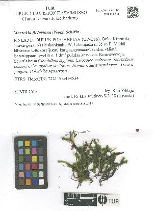  ( - TUR124234)  @11 [ ] CreativeCommons, Attribution Share-Alike 4.0 (2021) Unspecified University of Turku, Herbarium