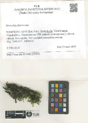  ( - TUR125453)  @11 [ ] CreativeCommons, Attribution Share-Alike 4.0 (2021) Unspecified University of Turku, Herbarium
