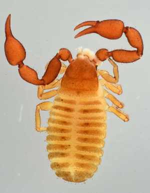  ( - ZSM-BC-27399-C05)  @11 [ ] CreativeCommons  Attribution Non-Commercial Share-Alike (2016) SNSB (Staatliche Naurwissenschaftliche Sammlungen Bayerns) ZSM (Zoologische Staatssammlung Muenchen)