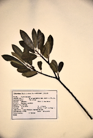  (Grimmeodendron eglandulosum - VP-43b)  @11 [ ] No Rights Reserved (2014) Unspecified Columbus State University, GA
