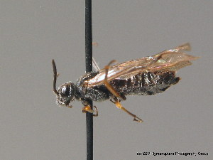  ( - BC ZSM HYM 09394)  @12 [ ] CreativeCommons - Attribution Non-Commercial Share-Alike (2015) SNSB, Zoologische Staatssammlung Muenchen SNSB, Zoologische Staatssammlung Muenchen