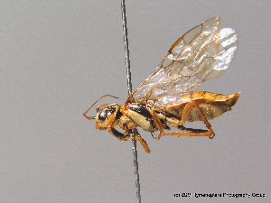  (Acantholyda posticalis pinivora - BC ZSM HYM 09413)  @14 [ ] CreativeCommons - Attribution Non-Commercial Share-Alike (2010) Stefan Schmidt SNSB, Zoologische Staatssammlung Muenchen