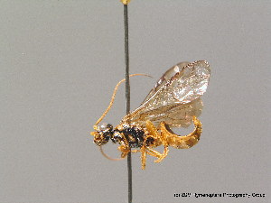  (Cephalcia arvensis - BC ZSM HYM 09611)  @14 [ ] CreativeCommons - Attribution Non-Commercial Share-Alike (2010) Stefan Schmidt SNSB, Zoologische Staatssammlung Muenchen