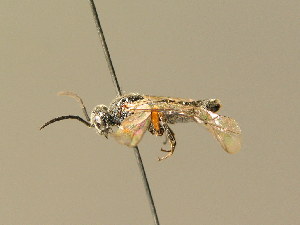  ( - BC ZSM HYM 01194)  @12 [ ] CreativeCommons - Attribution Non-Commercial Share-Alike (2010) Stefan Schmidt SNSB, Zoologische Staatssammlung Muenchen