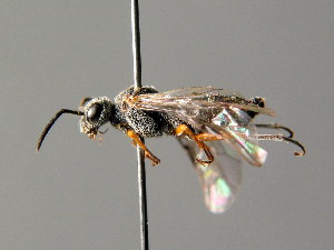  ( - BC ZSM HYM 04560)  @12 [ ] CreativeCommons - Attribution Non-Commercial Share-Alike (2010) Stefan Schmidt SNSB, Zoologische Staatssammlung Muenchen