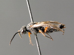  ( - BC ZSM HYM 04562)  @12 [ ] CreativeCommons - Attribution Non-Commercial Share-Alike (2010) Stefan Schmidt SNSB, Zoologische Staatssammlung Muenchen