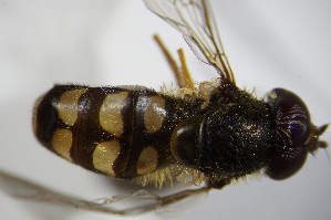  ( - DIP_02872)  @13 [ ] CreativeCommons - Attribution Non-Commercial Share-Alike (2015) SNSB, Zoologische Staatssammlung Muenchen SNSB, Zoologische Staatssammlung Muenchen